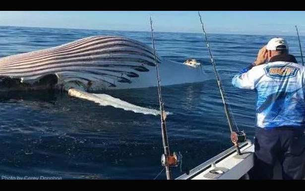 Pemancing di Australia Tangkap 'Alien'