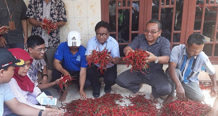 Harga Cabai Makin Anjlok, Kementan Turun Tangan Bantu Petani di Tuban