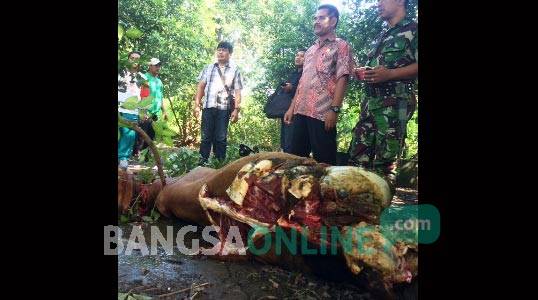 Bangkai sapi yang ditinggal pencuri setelah diambil dua paha kaki belakangnya. Foto: arif Kurniawan/ BANGSAONLINE